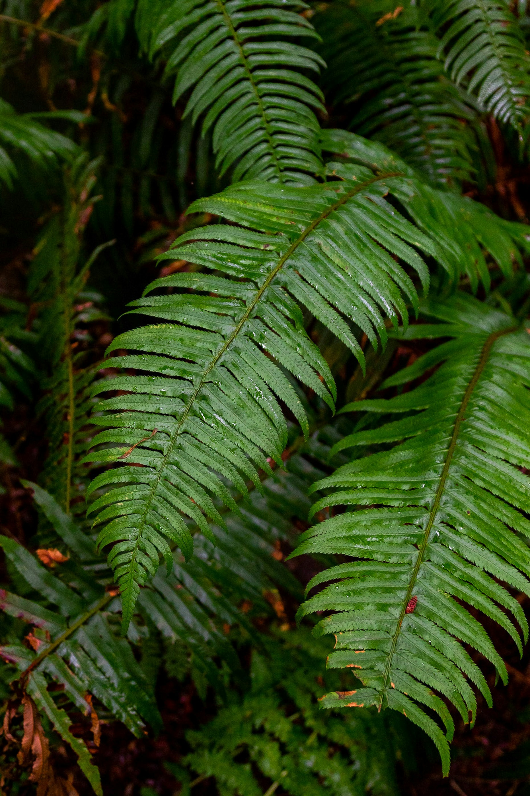tree-image